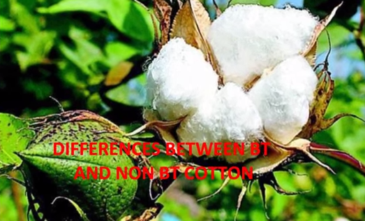 Genetically modified cotton
