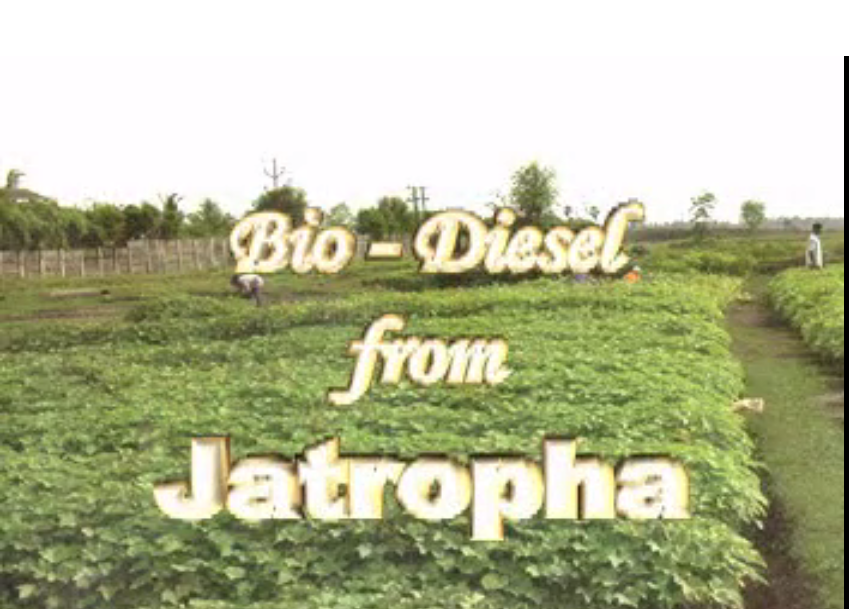 Biodiesel from Jatropha